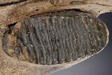 Sub-Adult Woolly Mammoth Upper Jaw - North Sea #357061-6